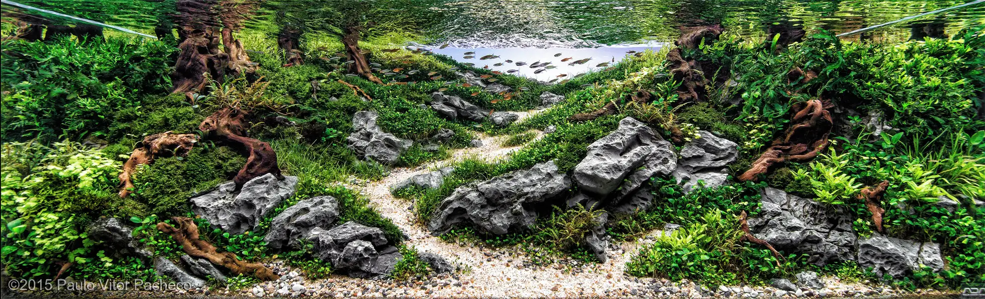 [TheStoriesOfTop7] Deep Nature - Paulo Vitor Pacheco / Brazil - IAPLC 2015